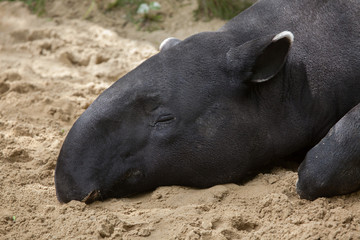 Fototapeta premium Malayan tapir (Tapirus indicus)