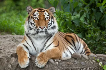 Acrylic prints Tiger Siberian tiger (Panthera tigris altaica)