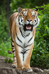 Fototapeta premium Tygrys syberyjski (Panthera tigris altaica)
