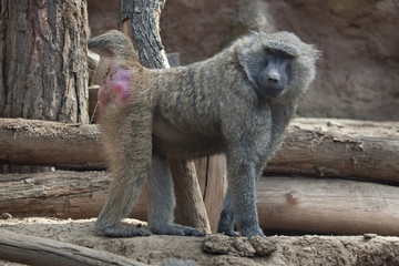 Olive baboon (Papio anubis).
