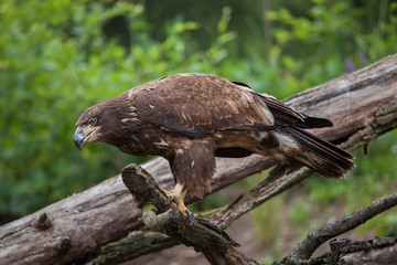 Female bald eagle (Haliaeetus leucocephalus).