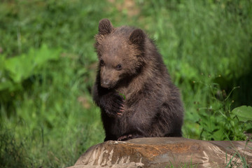 Fototapeta premium Kamchatka brown bear (Ursus arctos beringianus)