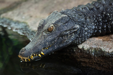 Cuvier's dwarf caiman (Paleosuchus palpebrosus)