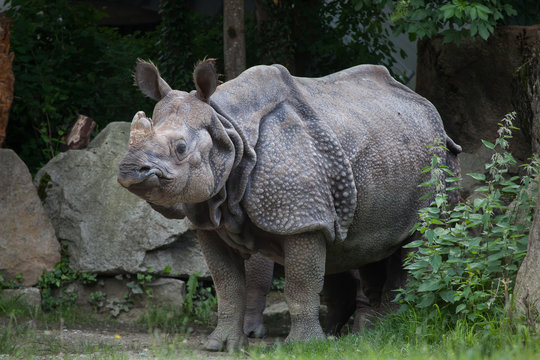 Indian rhinoceros (Rhinoceros unicornis).
