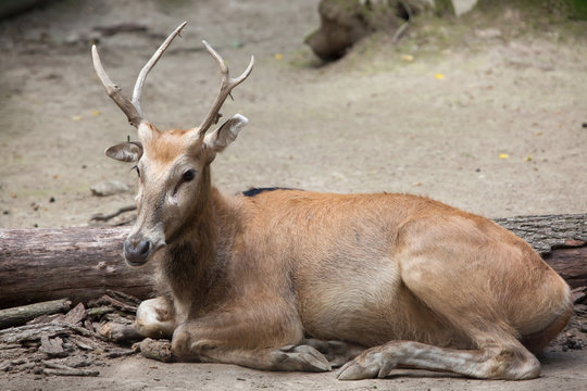 Pere David's deer (Elaphurus davidianus)