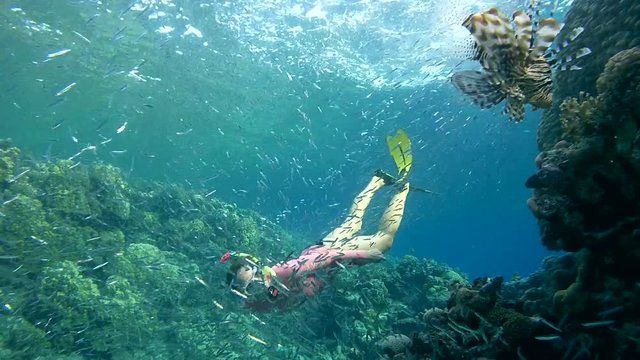 snorkeling - young woman dives into a school of fish Hardyhead Silverside (Atherinomorus lacunosus) and looks Red lionfish (Pterois volitans) which preys on Silverside  
