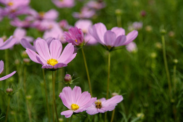 Mexican Daisy pink