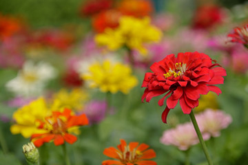 Obraz premium Red flower