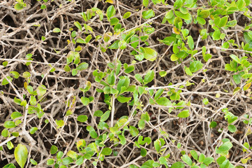 Texture and background from green bush