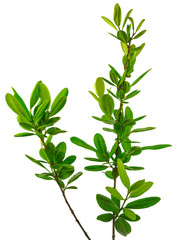  ravensare, ravintsara aromatica, fond blanc