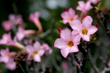 Fototapeta na wymiar Azalea flowers