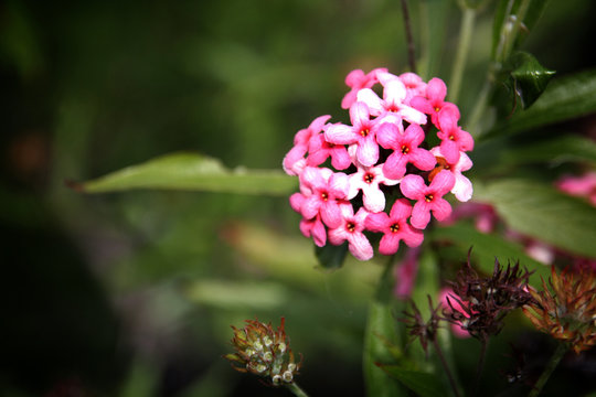 Arachnothryx leucophylla (Kunth) Planch