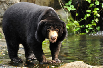 Malayan sun bear looking to camera