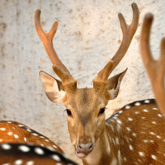 Chital deer nice horn looking to camera