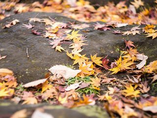 Autumn leaves Japan