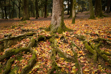 Root in autumn at Nara Park, Japan