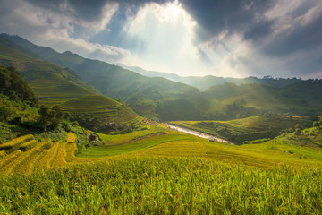 Ray of light and beautiful curve of Vietnam rice field on terrace. Vietnam landscape