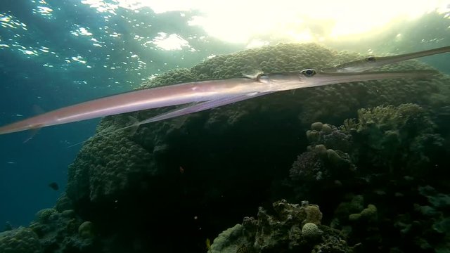 pair Trumpetfish or Stickfish (Aulostomus chinensis) swimming under the surface of the water between the reef, Red sea, Dahab, Sinai Peninsula, Egypt
