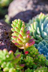 Energetic and succulent plant