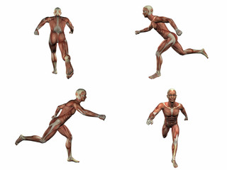3d rendering illustration of the muscular system