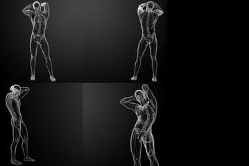 3D rendering of the  skeletal
