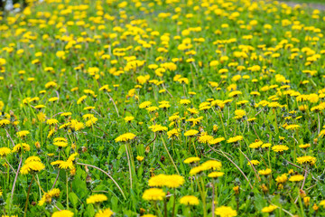 Dandelion field