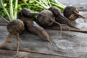 imperfect organic healthy black radishes on wood for genuine gardening