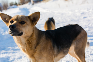 Dog in the winter