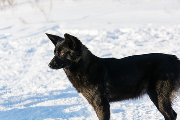 Naklejka premium Dog in the winter