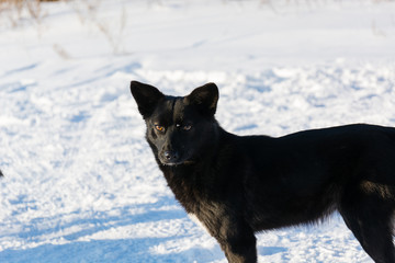 Dog in the winter