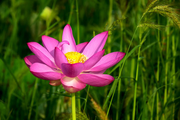 Fototapeta premium 蓮の花 ピンク