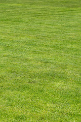 Grass background texture