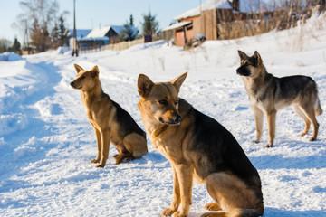 Naklejka premium Dog in the winter