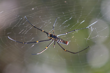 Large Spider on Web