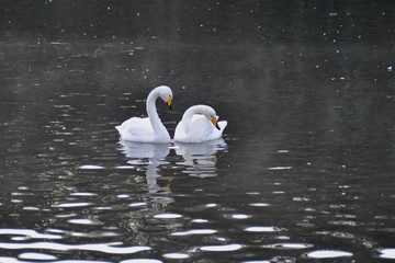 Naklejka premium 白鳥