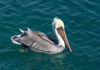 Pelican swimming in ocean in Newport Beach California