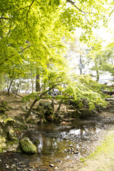 Fototapeta na wymiar 奈良公園　Nara Park