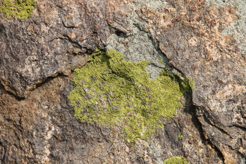 Натуральная текстура: желтый мох, растущий на скале. Фото сделано вблизи озера Байкал.