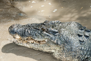 salt water crocodile