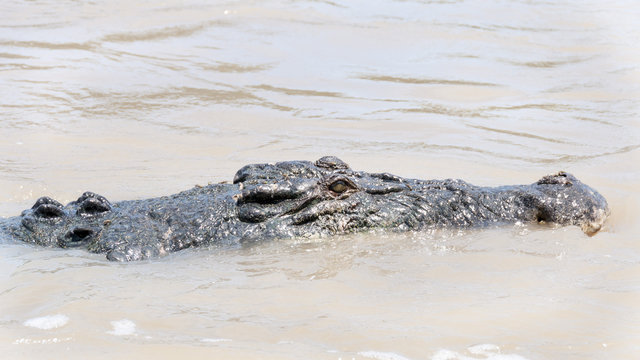 salt water crocodile