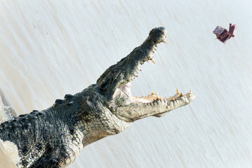 salt water crocodile
