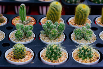 Cactus in pot on wooden table. Vintage tone