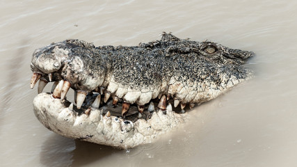 salt water crocodile