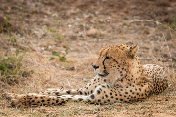 Starring Cheetah in the Kruger National Park, South Africa.