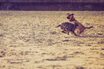 Two mongrel dogs playing together on beach