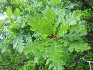 spring green young leaves of oak in raindrops