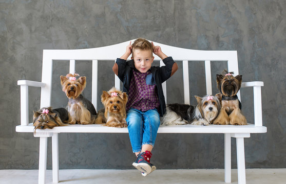 Playful boy sits on a white bench in an environment of five little dogs