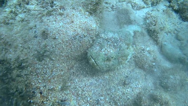 Devil Scorpionfish (Scorpaenopsis diabolus) is cleared of sand
