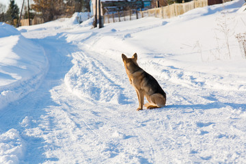 Dog in the winter