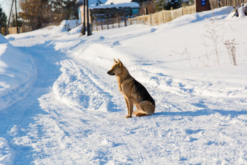 Dog in the winter